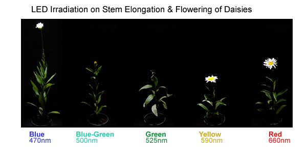 LED Irradiation on Stem Elongation and Flowering
